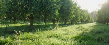 Movie still from “The Biggest Little Farm: The Return” (2022), directed by John Chester – An apple orchard is shown with trees and grass; Extreme Wide shot, High angle