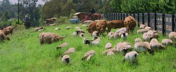 Movie still from “The Biggest Little Farm: The Return” (2022), directed by John Chester – A herd of sheep grazing on a lush green field; Extreme Wide shot, High angle