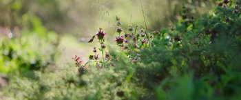 Movie still from “The Biggest Little Farm: The Return” (2022), directed by John Chester – A humming bird flying over a field of flowers; Extreme Close Up shot, Low angle