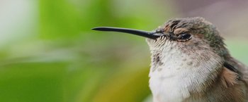 Movie still from “The Biggest Little Farm: The Return” (2022), directed by John Chester – A hummingbird's beak and eye; Extreme Close Up shot, Low angle