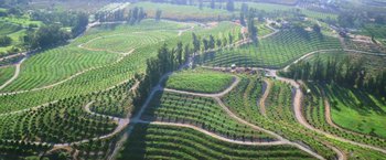 Movie still from “The Biggest Little Farm: The Return” (2022), directed by John Chester – An aerial view of an open field with many trees; Extreme Wide shot, High angle