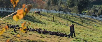 Movie still from “The Biggest Little Farm: The Return” (2022), directed by John Chester – A man herds a herd of cattle down a hill; Extreme Wide shot, High angle