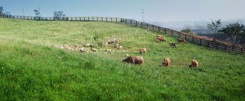 Movie still from “The Biggest Little Farm: The Return” (2022), directed by John Chester – A herd of cattle grazing on a lush green hillside; Extreme Wide shot, High angle