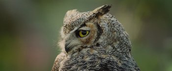 Movie still from “The Biggest Little Farm: The Return” (2022), directed by John Chester – An owl's face with yellow eyes; Extreme Close Up shot, Low angle