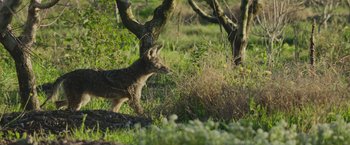 Movie still from “The Biggest Little Farm: The Return” (2022), directed by John Chester – A small animal walking in the grass next to a tree; Wide shot, High angle