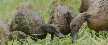 Movie still from “The Biggest Little Farm: The Return” (2022), directed by John Chester – A group of ducks are standing in the grass; Close Up shot, High angle