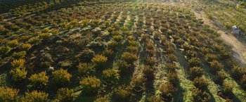 Movie still from “The Biggest Little Farm: The Return” (2022), directed by John Chester – An aerial view of a field of trees and bushes; Extreme Wide shot, Overhead angle