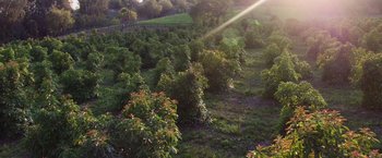 Movie still from “The Biggest Little Farm: The Return” (2022), directed by John Chester – An aerial view of a field of trees and bushes; Extreme Wide shot, High angle