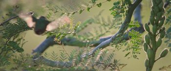 Movie still from “The Biggest Little Farm: The Return” (2022), directed by John Chester – A tree branch with leaves in the background; Extreme Close Up shot, Low angle