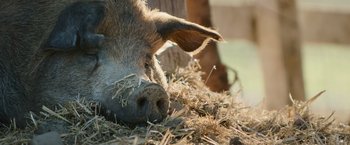Movie still from “The Biggest Little Farm: The Return” (2022), directed by John Chester – The face of an animal; Close Up shot, High angle