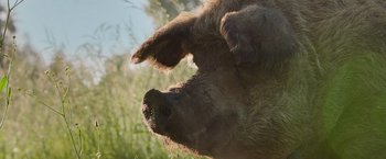 Movie still from “The Biggest Little Farm: The Return” (2022), directed by John Chester – The face of a boar; Extreme Close Up shot, Low angle