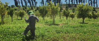 Movie still from “The Biggest Little Farm: The Return” (2022), directed by John Chester – A man standing in the grass near some trees; Wide shot, High angle