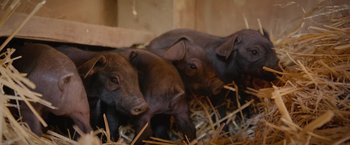 Movie still from “The Biggest Little Farm: The Return” (2022), directed by John Chester – A group of three baby piglets in a hay pile; Close Up shot, High angle
