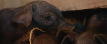 Movie still from “The Biggest Little Farm: The Return” (2022), directed by John Chester – A baby elephant laying on top of a brown blanket; Extreme Close Up shot, High angle