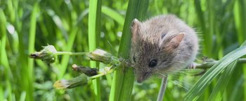 Movie still from “The Biggest Little Farm: The Return” (2022), directed by John Chester – A mouse is eating grass in a field; Extreme Close Up shot, High angle