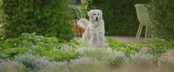 Movie still from “The Biggest Little Farm: The Return” (2022), directed by John Chester – A white dog standing in a flower garden; Wide shot, Low angle