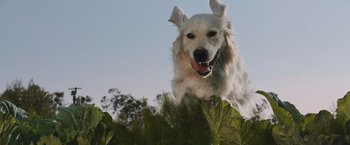 Movie still from “The Biggest Little Farm: The Return” (2022), directed by John Chester – A dog jumping in the air over some leaves; Wide shot, Low angle