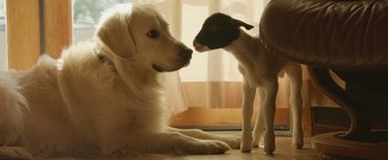Movie still from “The Biggest Little Farm: The Return” (2022), directed by John Chester – A dog laying next to a lamb in a room; Close Up shot, Low angle
