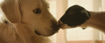 Movie still from “The Biggest Little Farm: The Return” (2022), directed by John Chester – A dog and a puppy face each other; Extreme Close Up shot, High angle