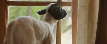 Movie still from “The Biggest Little Farm: The Return” (2022), directed by John Chester – A sheep standing in front of a window looking outside; Close Up shot, High angle