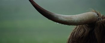 Movie still from “The Biggest Little Farm: The Return” (2022), directed by John Chester – An animal with long horns and water droplets on it's horns; Extreme Close Up shot, Low angle