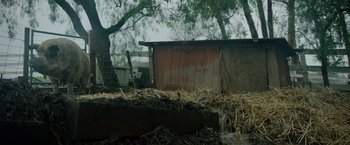 Movie still from “The Biggest Little Farm: The Return” (2022), directed by John Chester – A tree is in the background of a barn; Wide shot, Low angle
