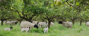 Movie still from “The Biggest Little Farm: The Return” (2022), directed by John Chester – A herd of sheep standing next to each other in an apple orchard; Wide shot, High angle