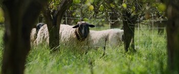 Movie still from “The Biggest Little Farm: The Return” (2022), directed by John Chester – Two sheep standing in the grass under a tree; Wide shot, High angle