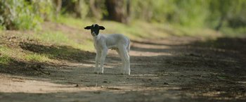 Movie still from “The Biggest Little Farm: The Return” (2022), directed by John Chester – A baby lamb standing on a dirt road; Close Up shot, High angle