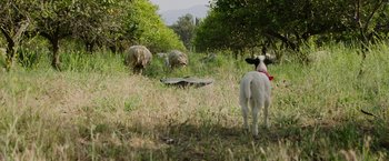 Movie still from “The Biggest Little Farm: The Return” (2022), directed by John Chester – A herd of sheep grazing on a lush green field; Wide shot, Low angle