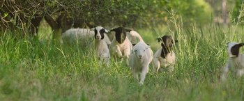 Movie still from “The Biggest Little Farm: The Return” (2022), directed by John Chester – A herd of sheep walking through a grassy field; Wide shot, Low angle