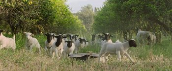 Movie still from “The Biggest Little Farm: The Return” (2022), directed by John Chester – A herd of sheep walking across a lush green field; Extreme Wide shot, Low angle