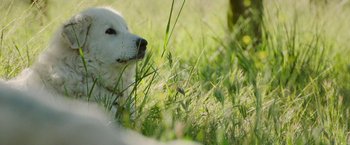 Movie still from “The Biggest Little Farm: The Return” (2022), directed by John Chester – A white dog laying in the middle of a grassy field; Extreme Close Up shot, Low angle