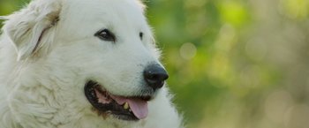 Movie still from “The Biggest Little Farm: The Return” (2022), directed by John Chester – A white dog's face with trees in the background; Extreme Close Up shot, Low angle