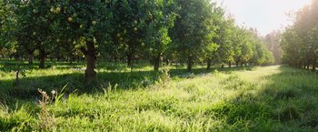 Movie still from “The Biggest Little Farm: The Return” (2022), directed by John Chester – An apple orchard with a lot of trees in the background; Extreme Wide shot, Low angle