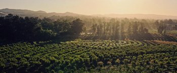 Movie still from “The Biggest Little Farm: The Return” (2022), directed by John Chester – A view of a field with trees in the background; Extreme Wide shot, High angle