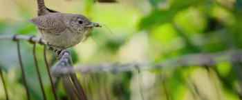 Movie still from “The Biggest Little Farm: The Return” (2022), directed by John Chester – A small bird is eating a twig in its mouth; Extreme Close Up shot, Over the shoulder angle