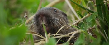Movie still from “The Biggest Little Farm: The Return” (2022), directed by John Chester – The face of a small animal in the grass; Extreme Close Up shot, Over the shoulder angle