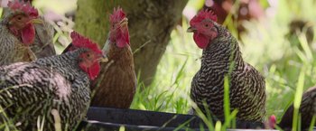 Movie still from “The Biggest Little Farm: The Return” (2022), directed by John Chester – A couple of chickens that are standing in the grass; Extreme Close Up shot, High angle
