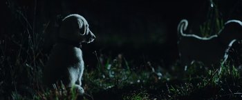 Movie still from “The Biggest Little Farm: The Return” (2022), directed by John Chester – A small white dog standing in the grass at night; Extreme Close Up shot, Low angle