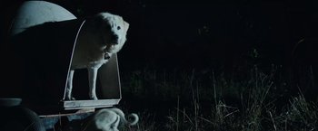 Movie still from “The Biggest Little Farm: The Return” (2022), directed by John Chester – A dog looking into a mirror in a field at night; Medium shot, Low angle