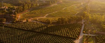 Movie still from “The Biggest Little Farm: The Return” (2022), directed by John Chester – An aerial view of an orange grove in the middle of the day; Extreme Wide shot, High angle