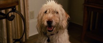 Movie still from “Diary of a Wimpy Kid: Dog Days” (2012), directed by David Bowers – A dog's face with hair on its face; Close Up shot, High angle