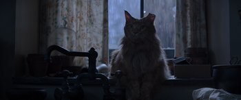 Movie still from “The Hunger Games: Mockingjay - Part 2” (2015), directed by Francis Lawrence – A cat sitting on top of a kitchen sink; Close Up shot, Low angle