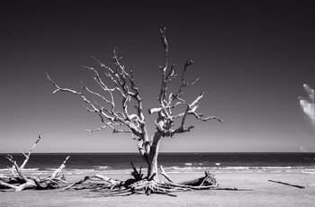 Movie still from “The In Between” (2022), directed by Arie Posin – A tree on a beach with a body of water in the background; Extreme Wide shot, Low angle