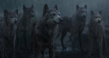 Movie still from “The Jungle Book” (2016), directed by Jon Favreau – A group of wolves standing in the rain; Wide shot, Low angle
