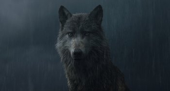 Movie still from “The Jungle Book” (2016), directed by Jon Favreau – A wolf's face in the rain; Close Up shot, Low angle
