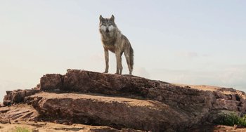 Movie still from “The Jungle Book” (2016), directed by Jon Favreau – A wolf standing on top of a rocky cliff; Wide shot, Low angle