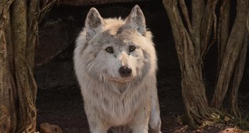 Movie still from “The Jungle Book” (2016), directed by Jon Favreau – A wolf standing in front of some trees; Close Up shot, High angle