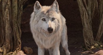 Movie still from “The Jungle Book” (2016), directed by Jon Favreau – A white dog standing in the dirt near some rocks; Close Up shot, High angle